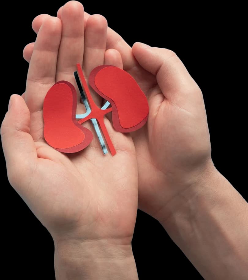 Hands holding a paper kidney illustration from the Dr. Anindya Biswas nephrology website